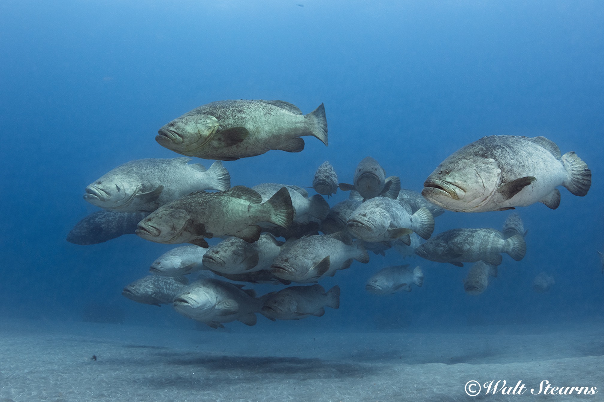 goliath grouper aggregations